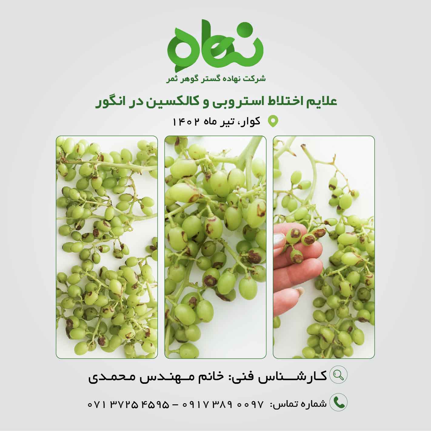 علائم اختلاط استروبی و کالکسین در انگور